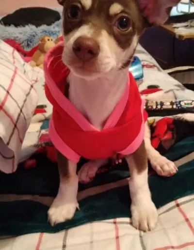 A cute puppy wearing a red hoodie sits on a bed