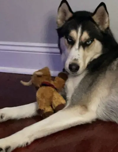 A Siberian Husky with striking blue eyes lies on the floor