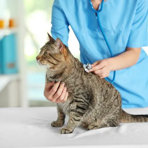 A veterinarian examines a cat with a stethoscope on a table 