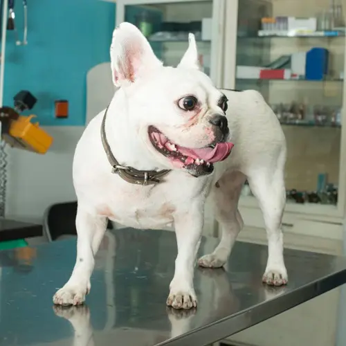 A playful Bulldog stands on a stainless steel table