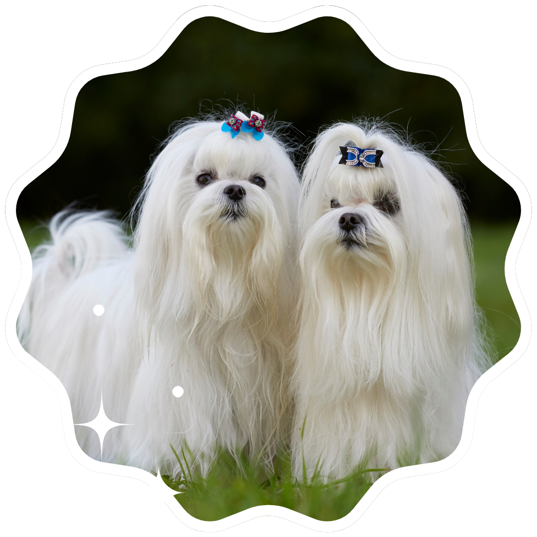 Two small white dogs adorned with bows on their heads