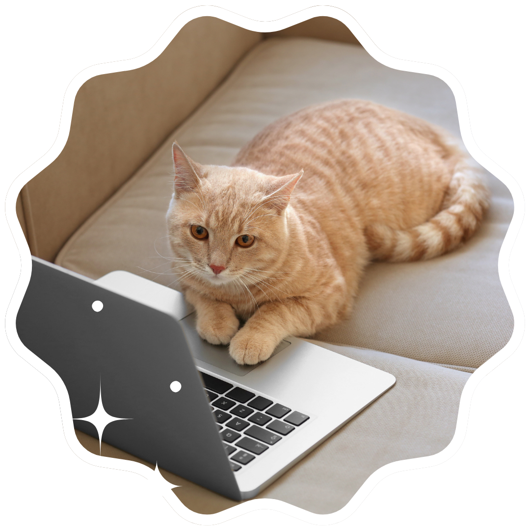 A cat comfortably resting on a couch beside an open laptop