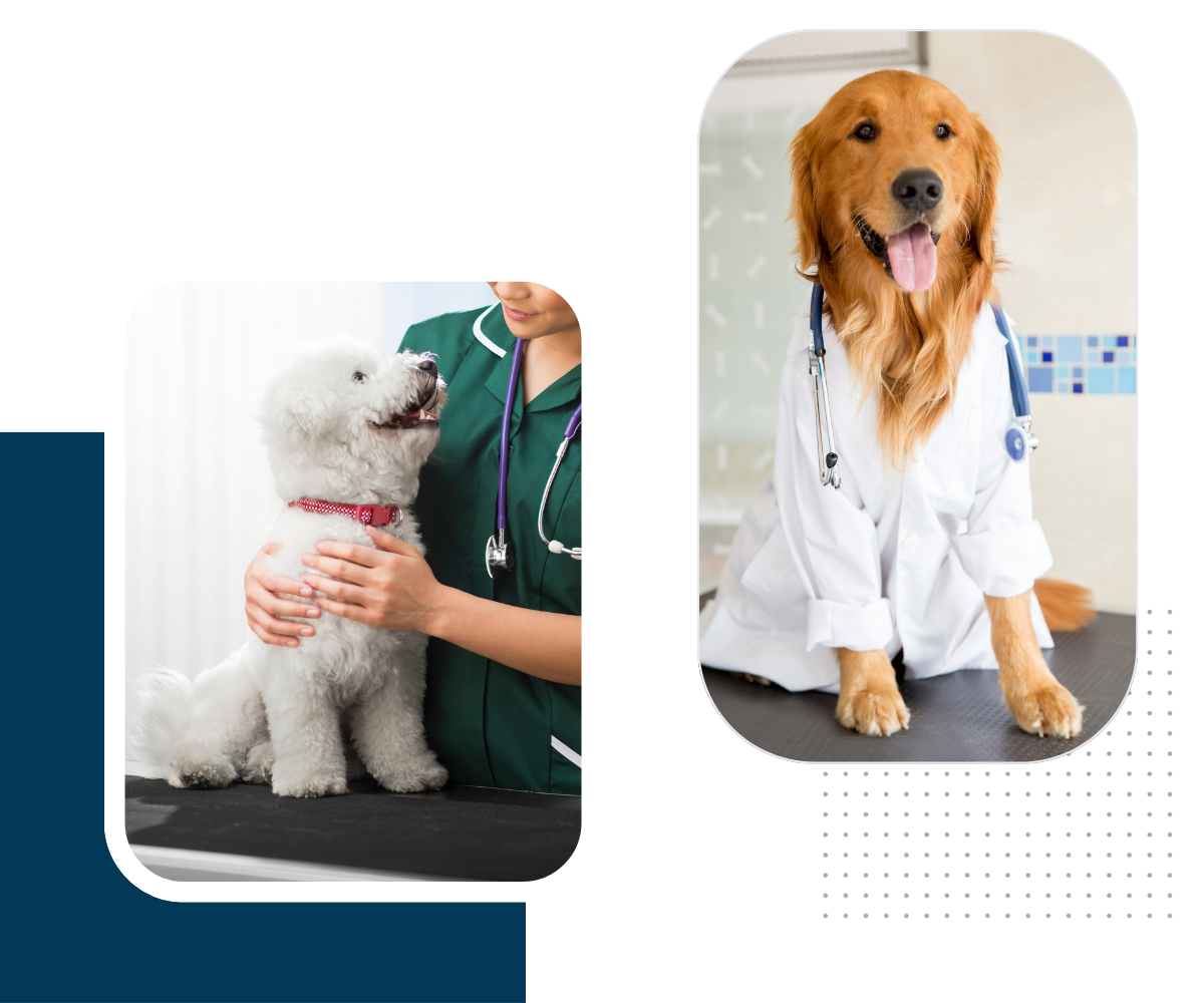 A vet examines dog and golden retriever collage