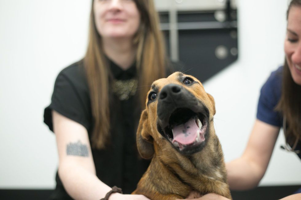 Veterinary Hospital in Philadelphia, PA The Pet Mechanic