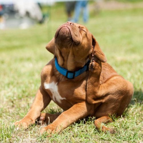 A dog sitting on green grass