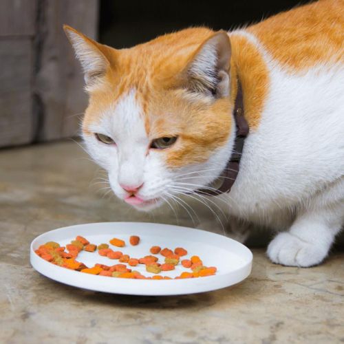 A cat enjoying its meal