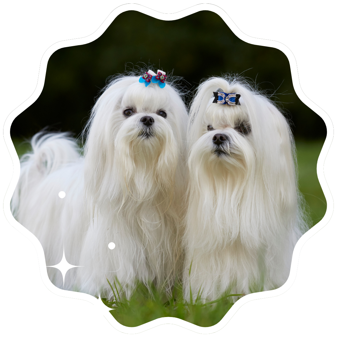 Two small white dogs adorned with bows on their heads