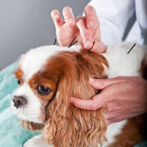 A dog receiving acupuncture treatment