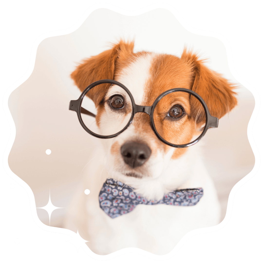 dog wearing a modern bowtie and glasses