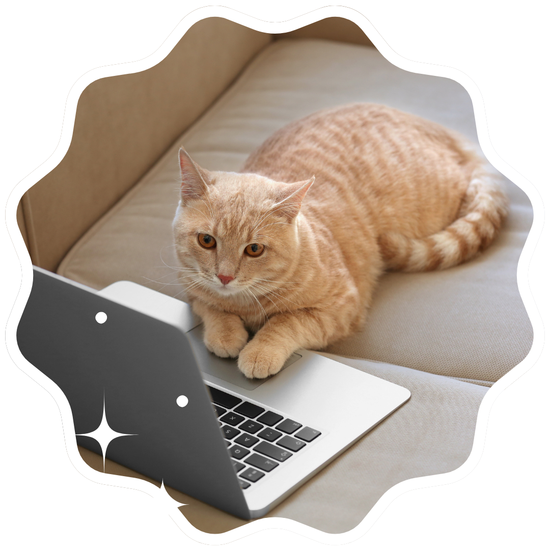 A cat comfortably resting on a couch beside an open laptop