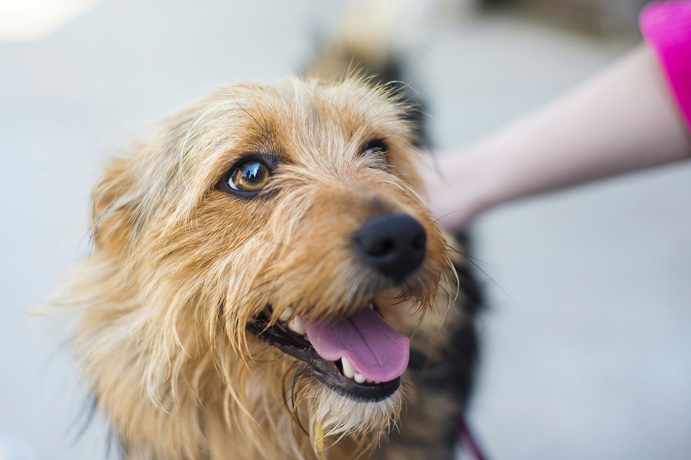 a golden-haired dog being petted by a person