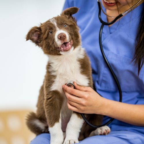 a brown and white dog being examined by a vet