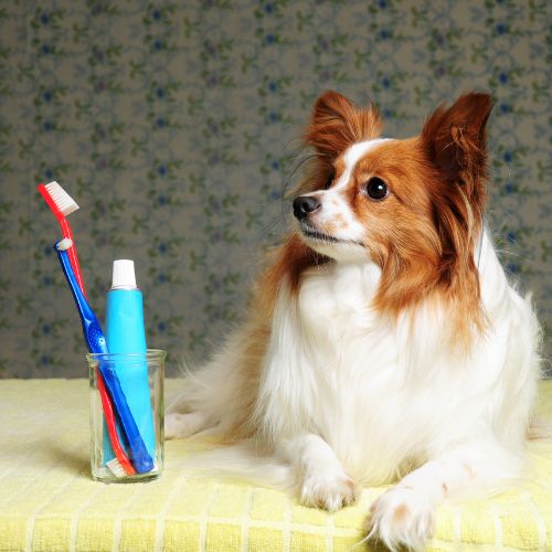 A dog lying next to a toothbrush & toothpaste