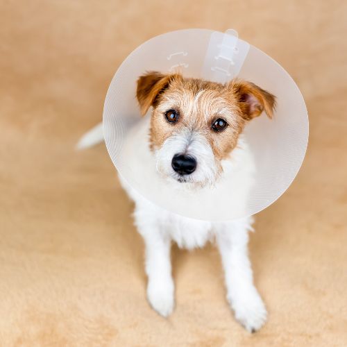 A dog wearing a protective cone around its head