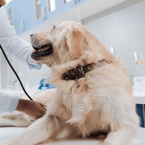 A veterinarian examines a dog